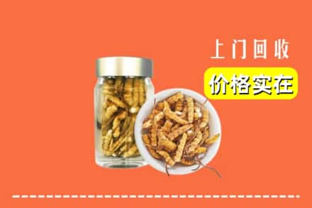 临汾市汾西回收散虫草